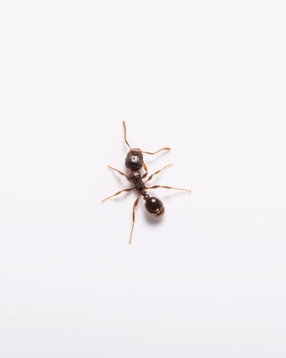 Small Black Ant NJ