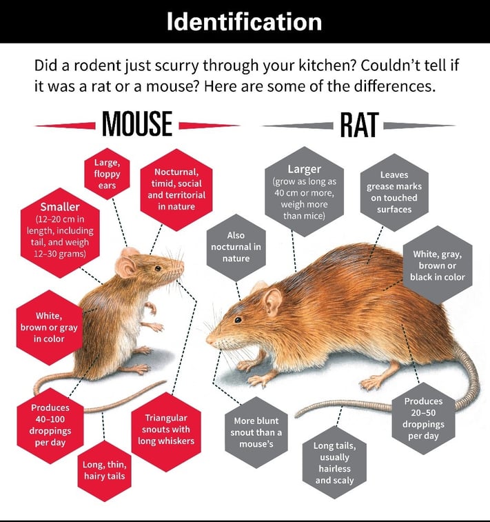 Difference Between Rat And Mouse