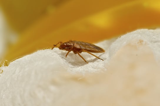 Bed Bug in the Winter