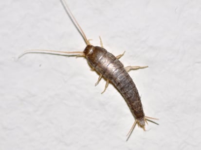 Why Do I Have Springtails in the Bathroom? - Insectek Pest Solutions