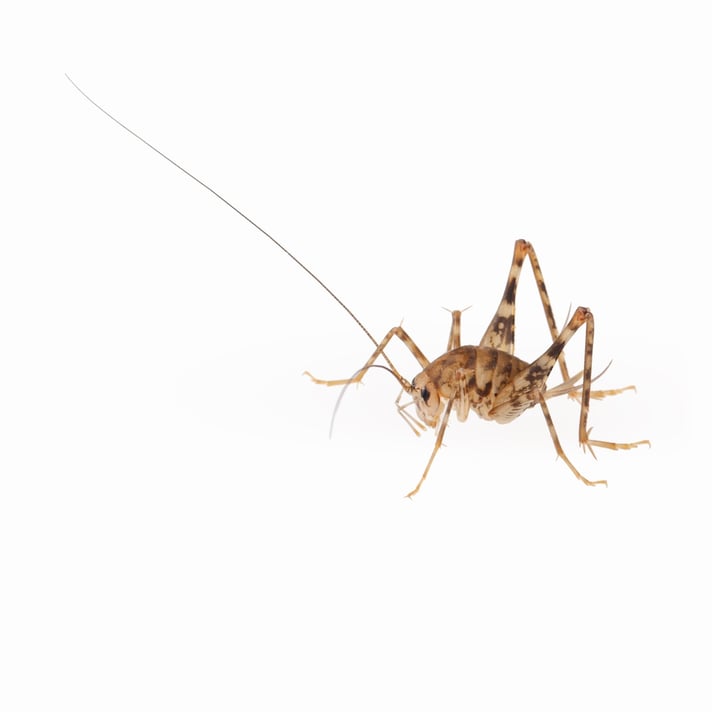 Camel Crickets Cave, How Do I Get Rid Of Cave Crickets In My Basement