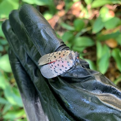 Spotted Lanternfly Identification