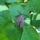 Close-up of spotted lanternfly on leaf found in new jersey park 