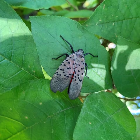 Spotted Lanternfly On Plant
