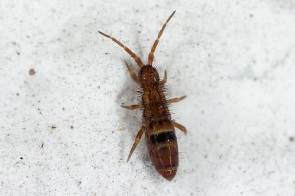 Closeup of a springtail pest on a white surface