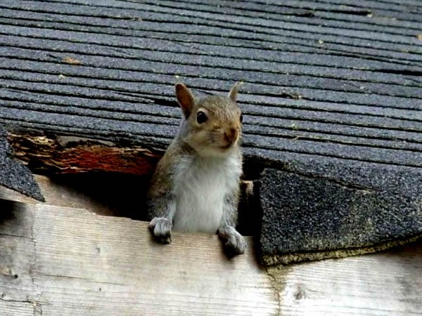 Squirrel In Attic