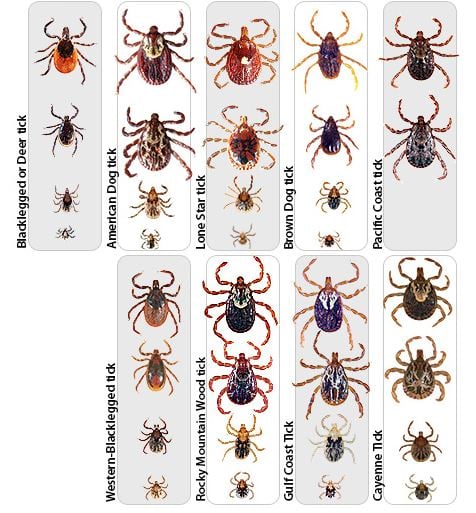 Cdc Tick Identification Chart