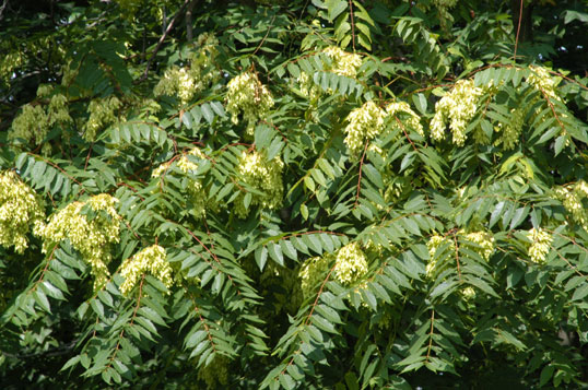 tree of heaven Photo by Gary Huntzinger Rutgers NJAES Cooperative Extension