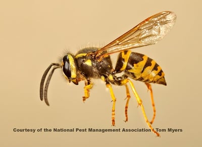 yellow jacket npma