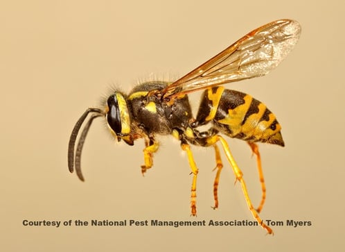 Yellow Jacket Nest Removal Lansdale
