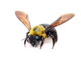 Buy Online - Carpenter Bee Service