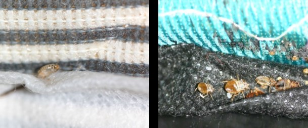 Carpet Beetle And Bed Bug