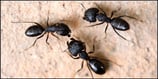Carpenter Ants Photo
