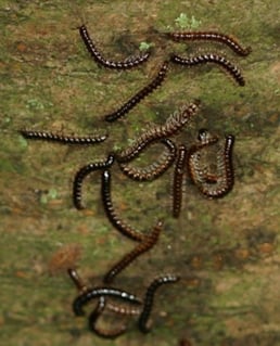 millipedes