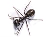 08_Carpenter_Ant.jpg