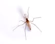 Mosquito Pest Control Information