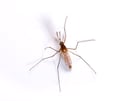 Mosquito Pest Control Information