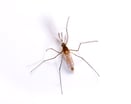 Mosquito Pest Control Information