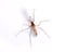 Mosquito Pest Control Information