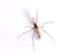 Mosquito Pest Control Information