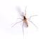 Mosquito Pest Control Information