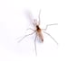 Mosquito Pest Control Information