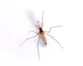Mosquito Pest Control Information