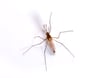 Mosquito Pest Control Information