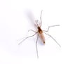 Mosquito Pest Control Information