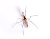 Mosquito Pest Control Information