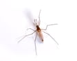 Mosquito Pest Control Information Mosquito Pest Control Information