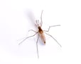 Mosquito Pest Control Information Mosquito Pest Control Information