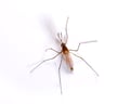 Mosquito Pest Control Information Mosquito Pest Control Information