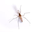 Mosquito Pest Control Information Mosquito Pest Control Information
