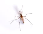 Mosquito Pest Control Information Mosquito Pest Control Information