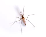 Mosquito Pest Control Information Mosquito Pest Control Information
