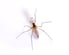 Mosquito Pest Control Information Mosquito Pest Control Information