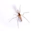 Mosquito Pest Control Information Mosquito Pest Control Information