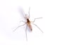 Mosquito Pest Control Information Mosquito Pest Control Information