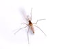 Mosquito Pest Control Information Mosquito Pest Control Information