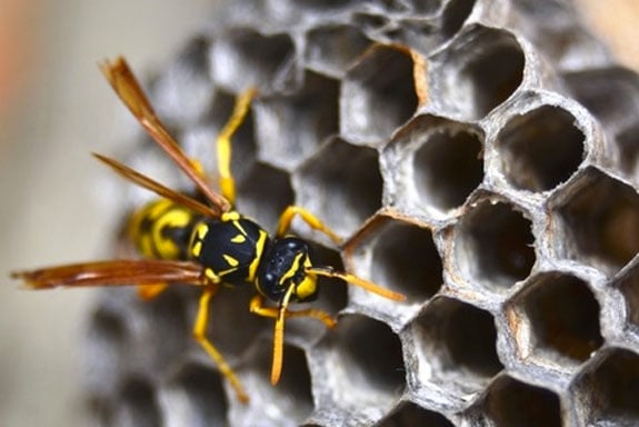 wasps.jpg