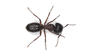 Buy Online - Carpenter Ant Service