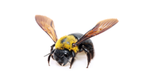 Buy Online - Carpenter Bee Service