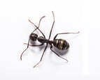 Buy Online - Ant Removal photo