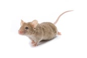 Buy Online - Mouse Removal photo