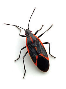 boxelder bugs in my house