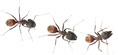 Ant Pest Control NJ