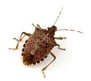 brown-marmorated-stink-bug.jpg