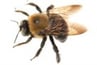 Carpenter Bee Information