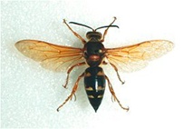 cicada-killer.jpg